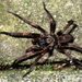 Melbourne Trapdoor Spider - Photo (c) Mark Ridgway, all rights reserved, uploaded by Mark Ridgway