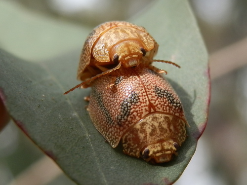 Dotted Paropsine Leaf Beetle