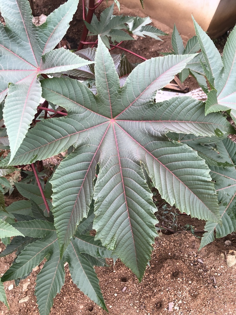 아주까리 from Camino Antiguo a Zimatlán, San Bernardo Mixtepec... 오후 by Steven Cruz · iNaturalist 아주까리 (Ricinus communis)