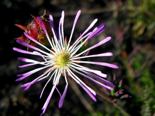Erepsia gracilis