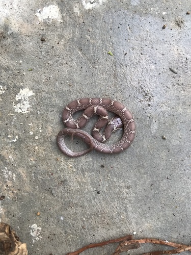 Indian Wolf Snake