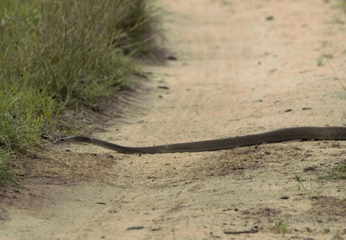 Black Mamba