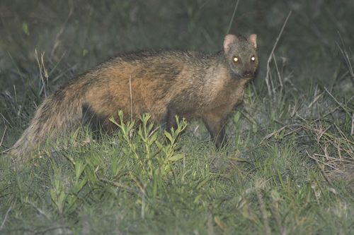 White-tailed Mongoose