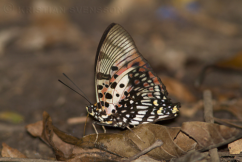 Red Emperor