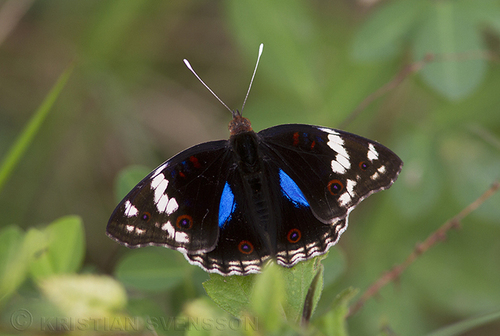 Blue-spot Pansy