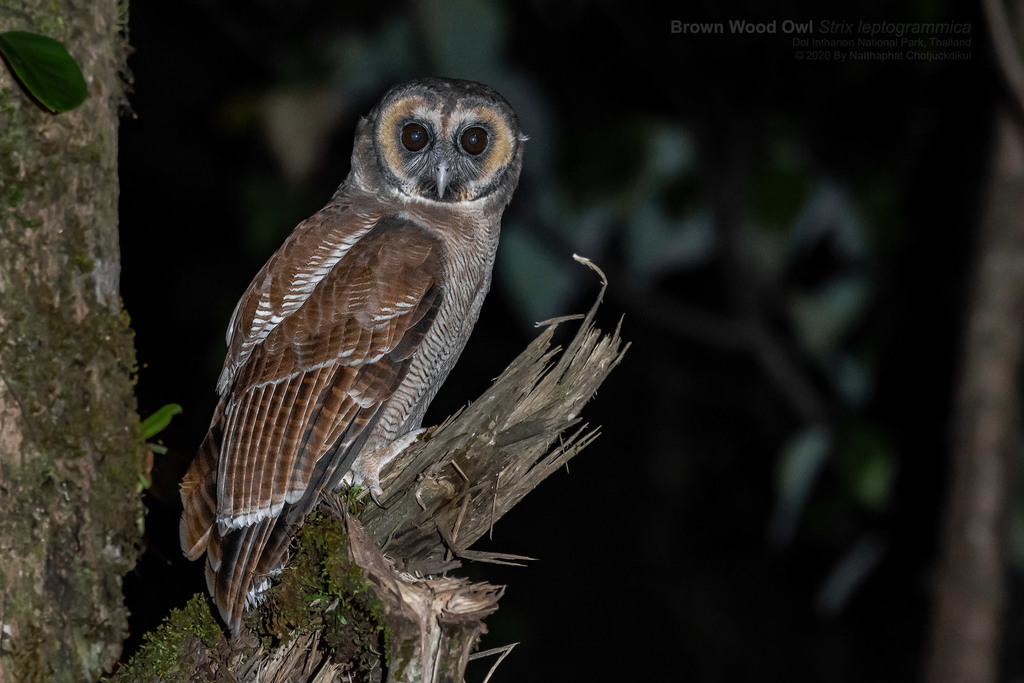 Brown Wood-Owl photo