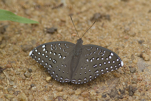 Guinea-fowl Butterfly