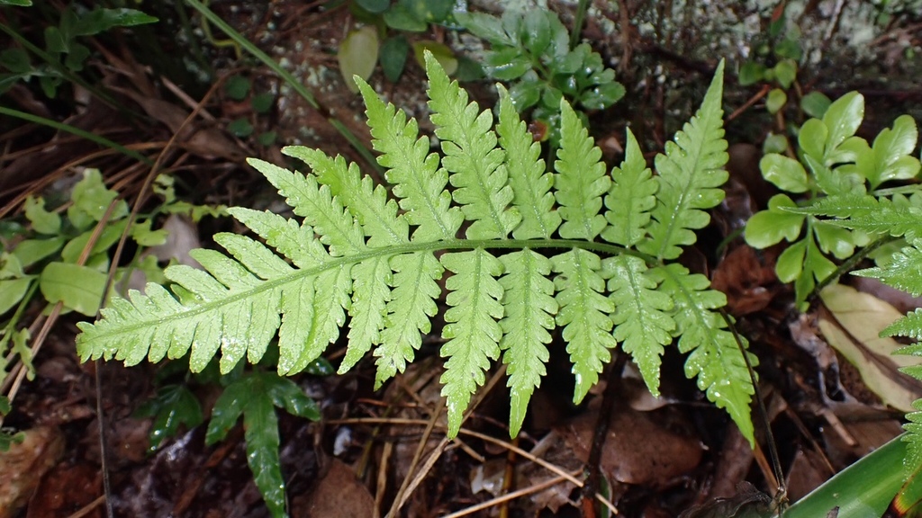 Deparia petersenii (Deparia petersenii)