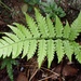 Japanese Lady Fern - Photo (c) Chin Hong Lam, all rights reserved