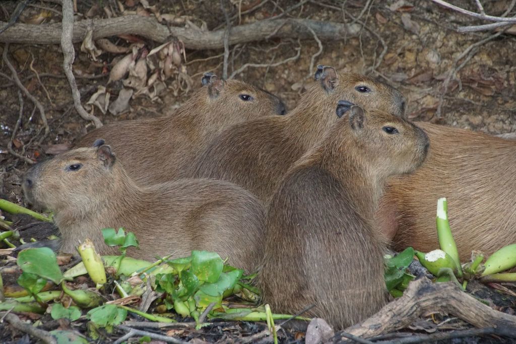 Capivara (<em>Hidrochaeris hidrochaeris</em>)