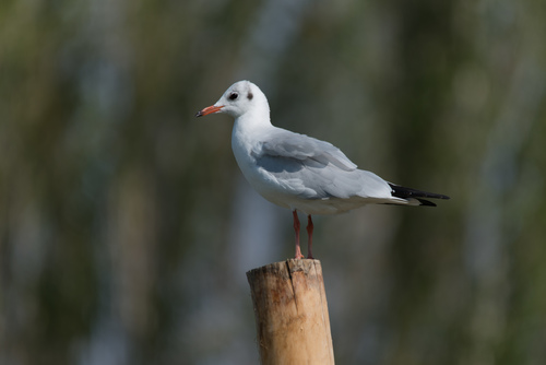 Black-headed Gull