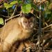 Robust Capuchins - Photo (c) lecomte, all rights reserved, uploaded by lecomte