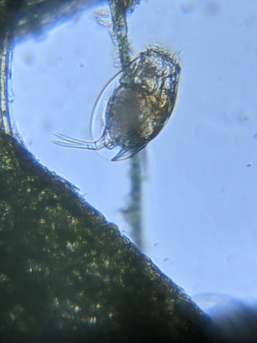 iNaturalist observation photo of Rotifers