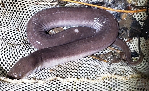 Two-toed Amphiuma