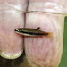 Copella callolepis - Photo (c) john lenagan, todos los derechos reservados, subido por john lenagan