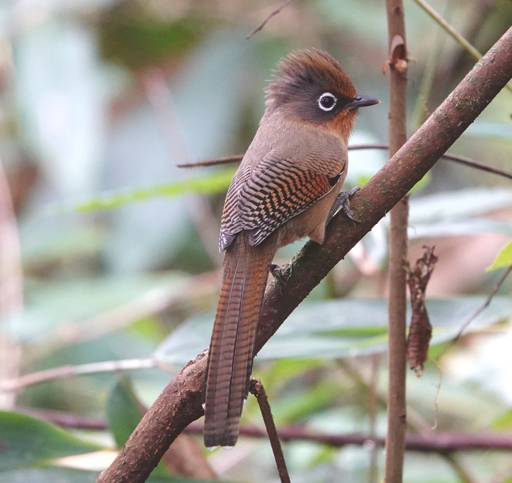 Spectacled Barwing (Actinodura ramsayi) photo