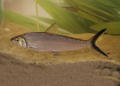 Hemiodus immaculatus · iNaturalist
