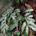 Pteris ensiformis victoriae - Photo (c) Chin Hong Lam, all rights reserved, uploaded by Chin Hong Lam