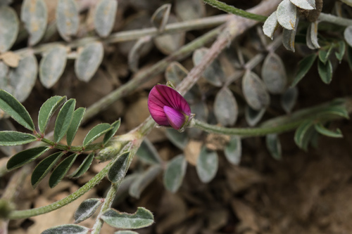 Onobrychis aequidentata