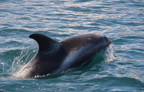 White-beaked Dolphin