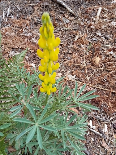 European yellow lupine