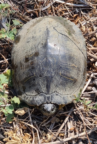 iNaturalist observation photo of Red-eared Slider