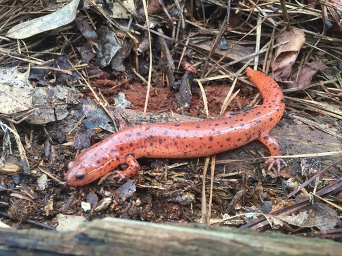Mud Salamander