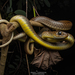 Indo-Chinese Rat Snake - Photo (c) Artur Tomaszek, all rights reserved, uploaded by Artur Tomaszek