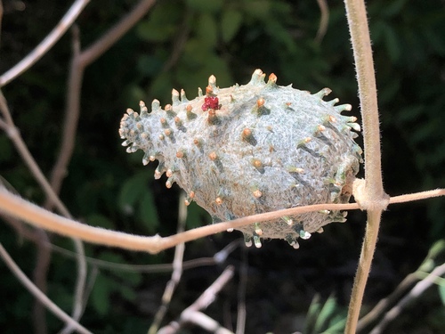 Matelea maritima (Jacq.) Woodson