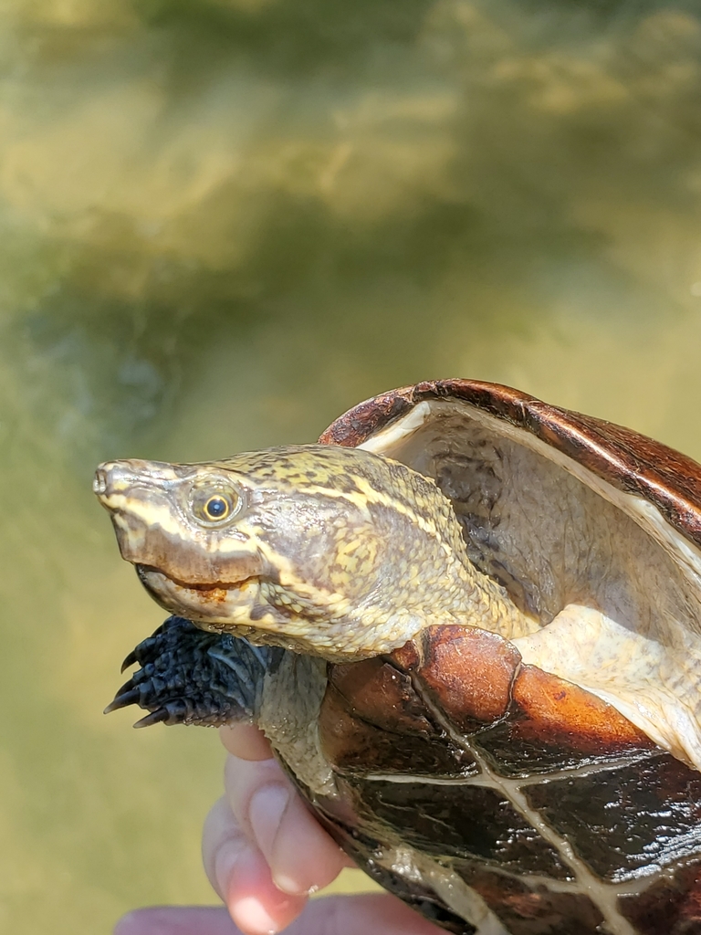 Eastern Musk Turtle from Wilmington, DE 19803, USA on June 17, 2021 at ...