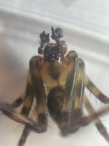 Eastern Cave Long-jawed Spider