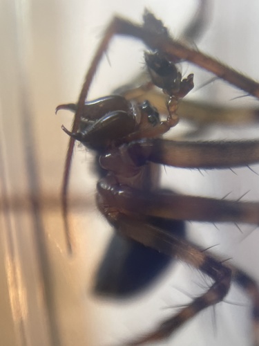 Eastern Cave Long-jawed Spider