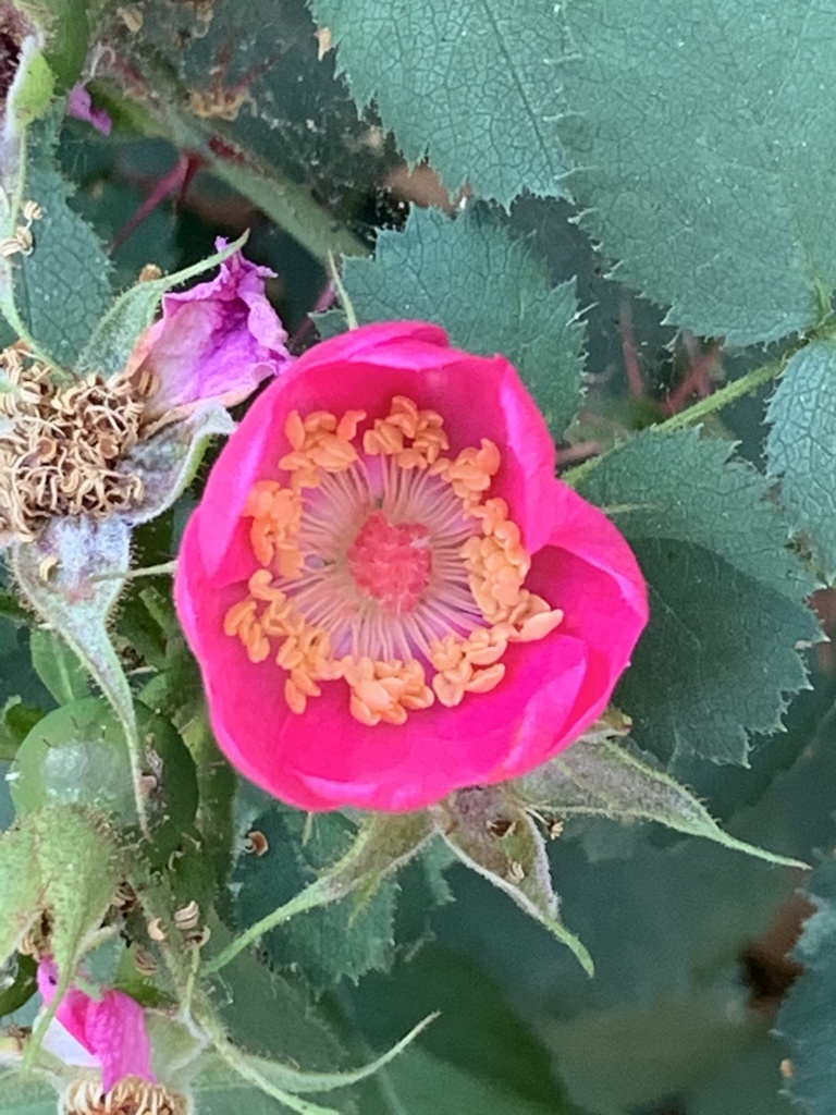 ground rose from Bothe-Napa Valley State Park, Calistoga, CA, US on ...