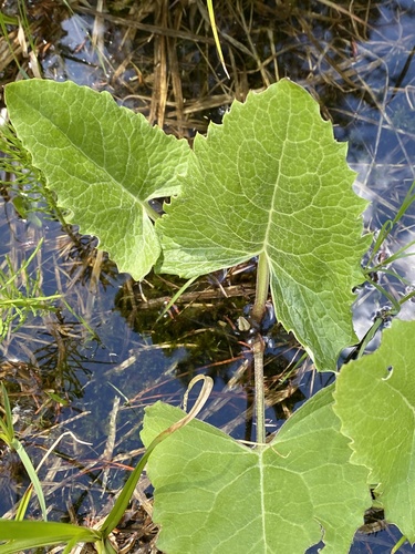 Petasites frigidus var. sagittatus