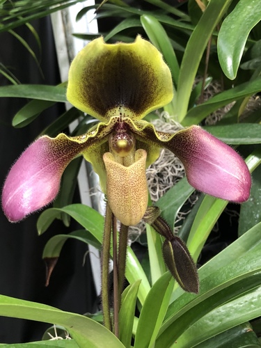Shaggy Paphiopedilum (Paphiopedilum hirsutissimum)