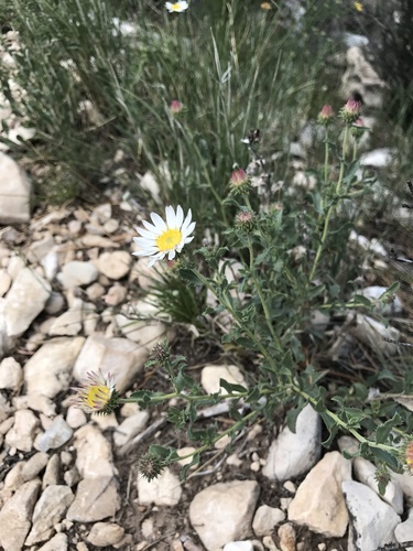 Texas tansyaster (Machaeranthera blephariphylla)