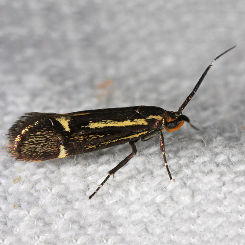 Sulphur Tubic