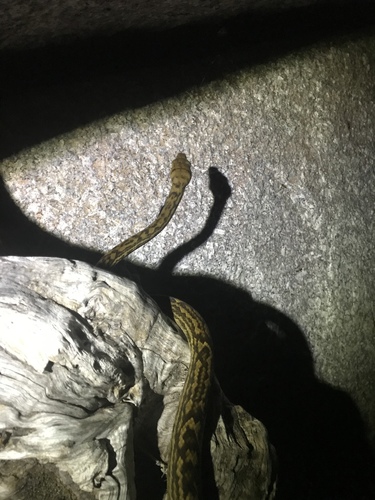 Australian Scrub Python sighting