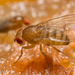 Immigrant Fruit Fly - Photo (c) Alice Abela, all rights reserved