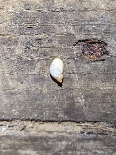 Mexico Ambersnail