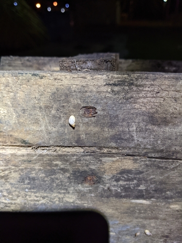Mexico Ambersnail