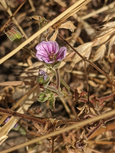iNaturalist observation photo of Mediterranean Stork's-bill