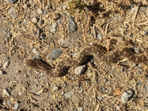 iNaturalist observation photo of Pacific Gopher Snake