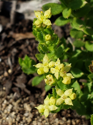 Galium californicum ssp. californicum