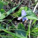 Viola sororia missouriensis - Photo (c) Suzette Rogers, todos los derechos reservados