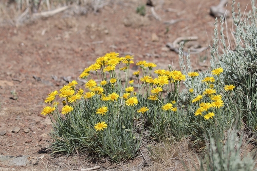 Erigeron linearis (Hook.) Piper