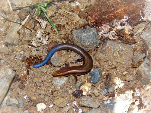 Shortnose Skink