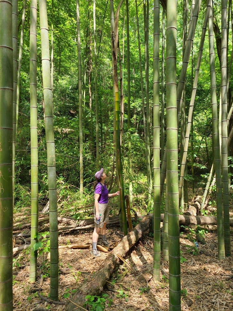 Giant Timber Bamboo (Phyllostachys reticulata) · iNaturalist
