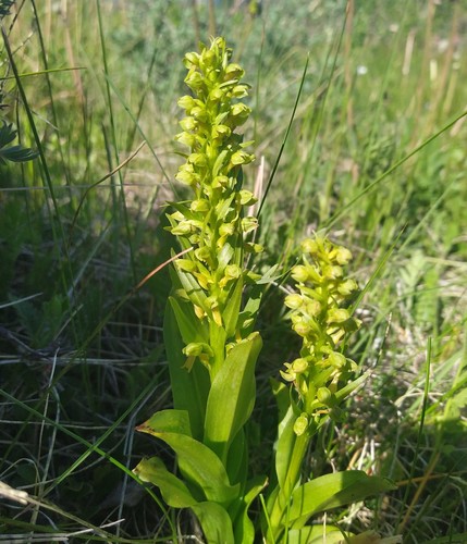 Frog Orchid