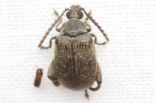Caryobruchus gleditsiae (Johansson & Linnaeus, 1763)